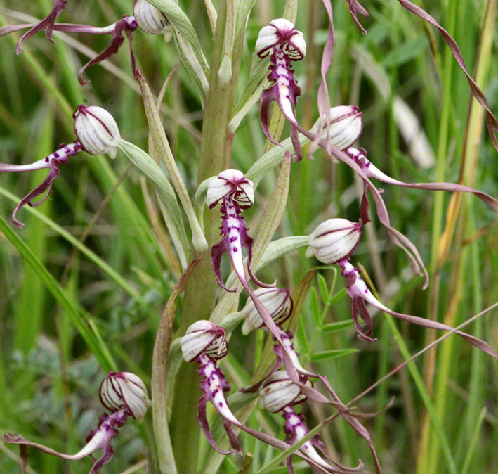 Himantoglossum adriaticum – Adria-Riemenzunge
